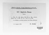 Septoria rosae image